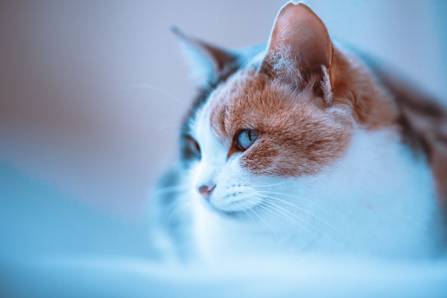 青い光の中に浮かぶ仔猫の横顔