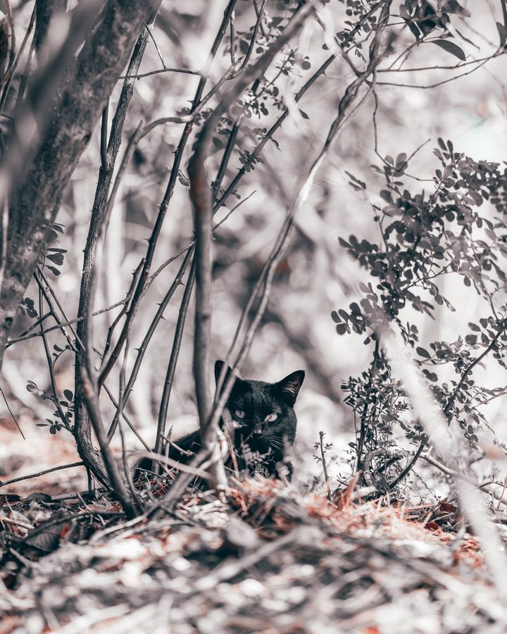 裸の枝のあいだに沈むように座る黒い猫