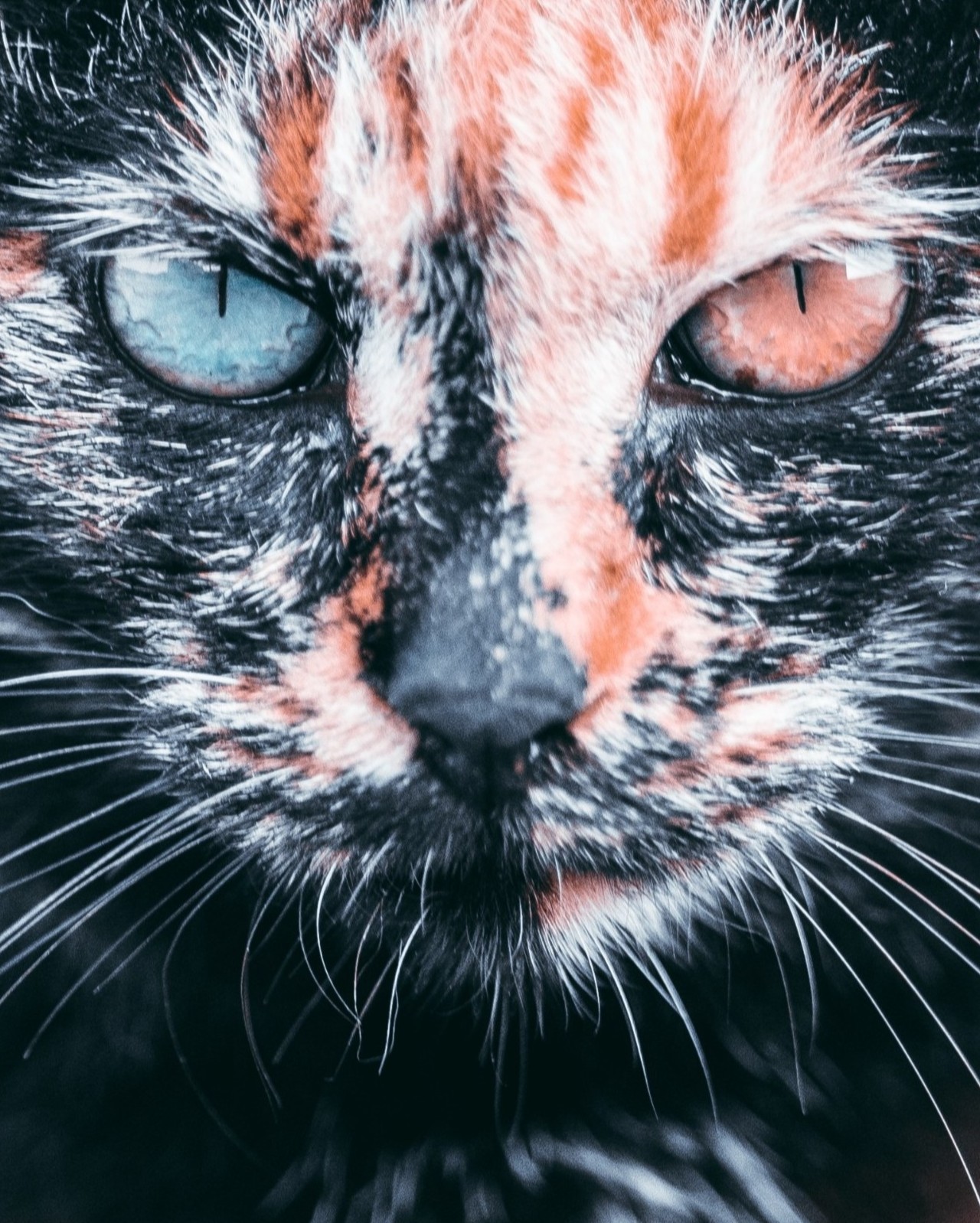 左右で異なる色の瞳を持つサビ猫が、まっすぐこちらを見つめる作品