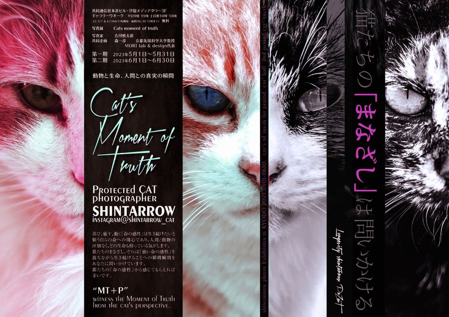 写真展 Cat’s Moment of Truth 公式フライヤー（共同通信社）
