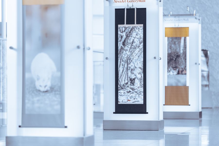「NewsArt Gallery Walk」の白い展示ケースに、掛け軸に仕立てた猫の作品が吊られる