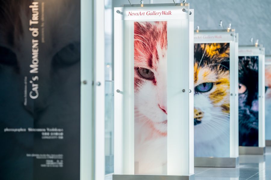 「NewsArt Gallery Walk」の白いケースに、猫の眼の写真が並ぶ