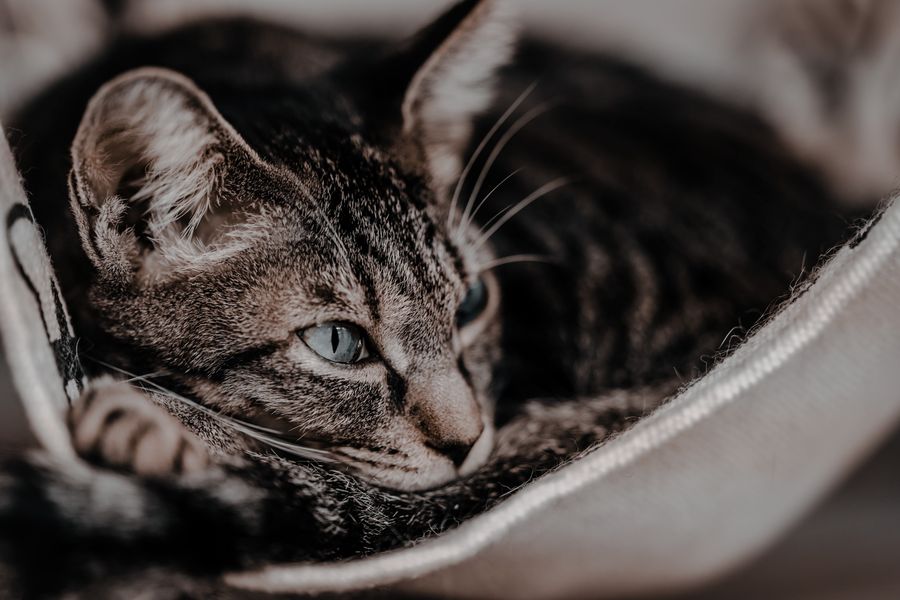 陶器の中に深く丸まる灰褐色の猫
