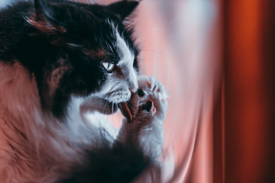 赤い光の中、前足を舐める長毛の白黒猫
